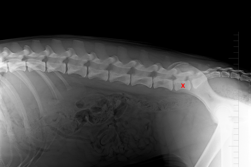 Lumbosakrální přechodový obratel